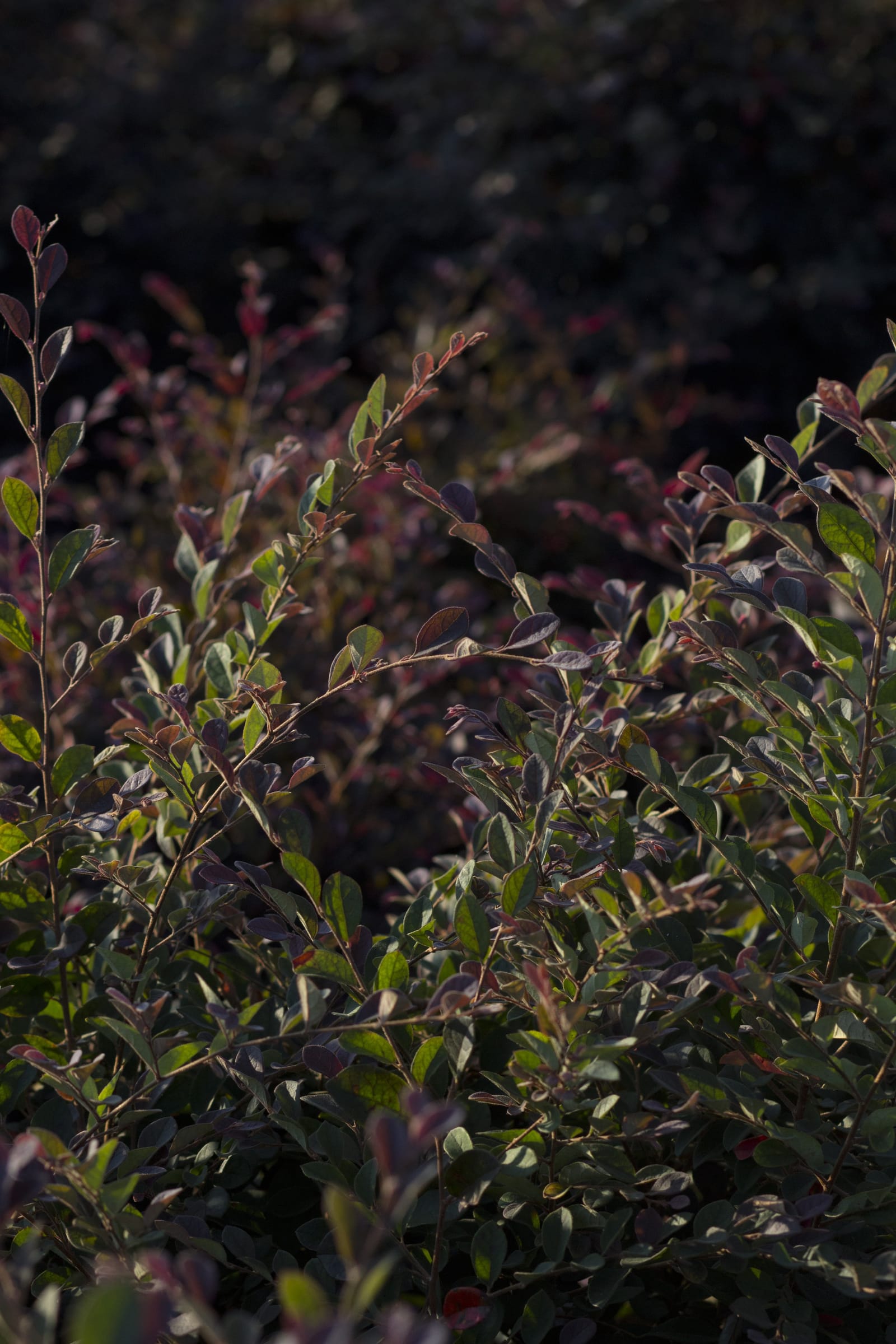 Plum Delight Loropetalum - view 5