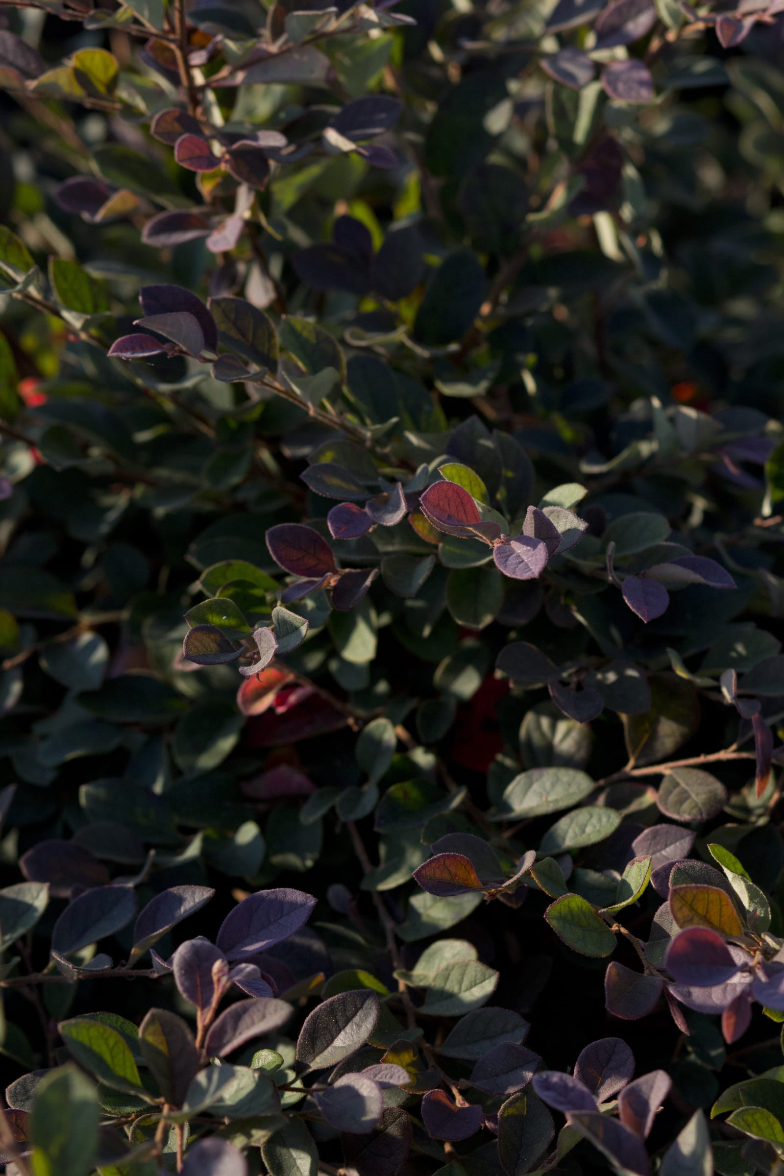Plum Delight Loropetalum - view 4