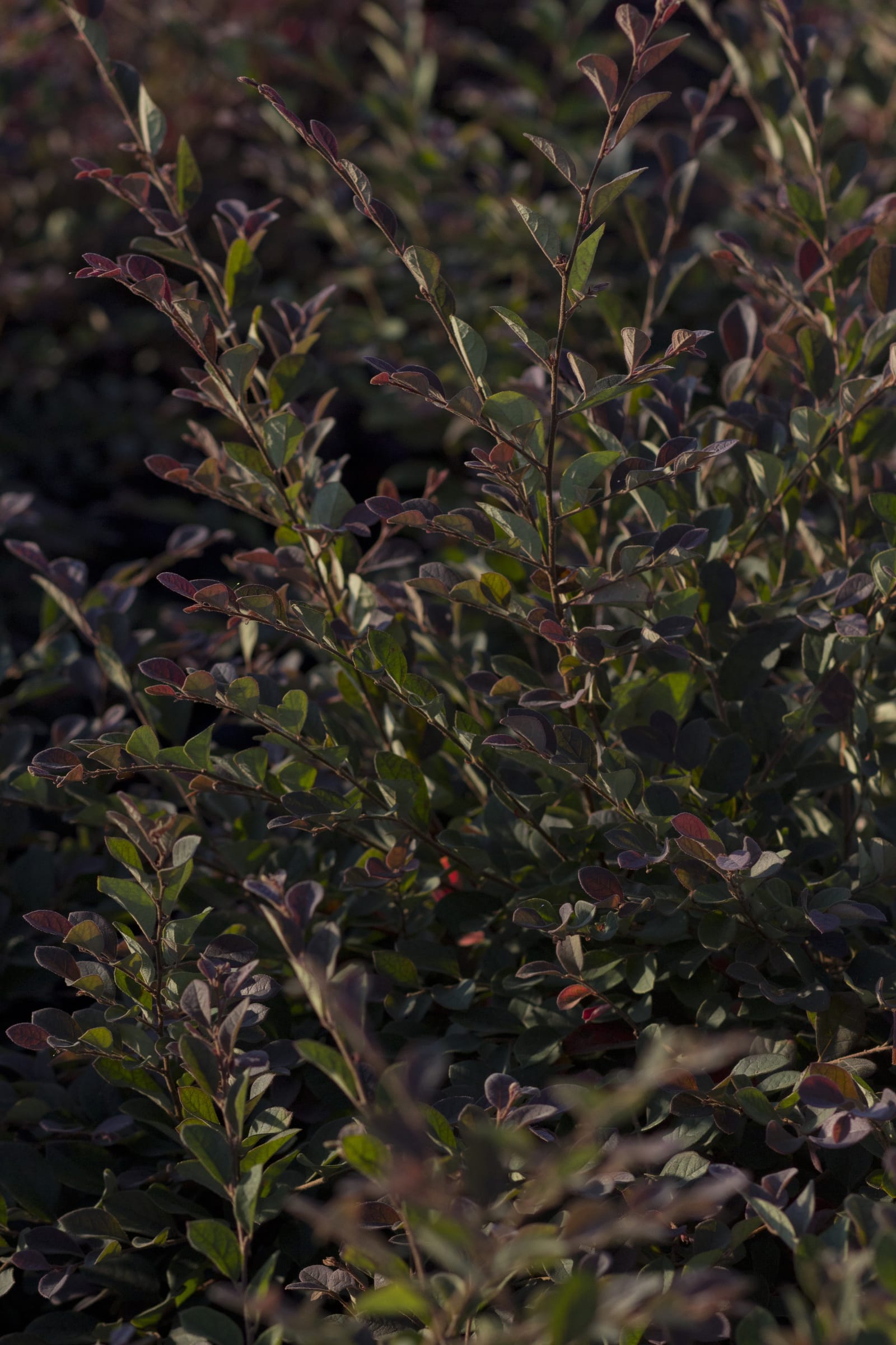 Plum Delight Loropetalum - view 2