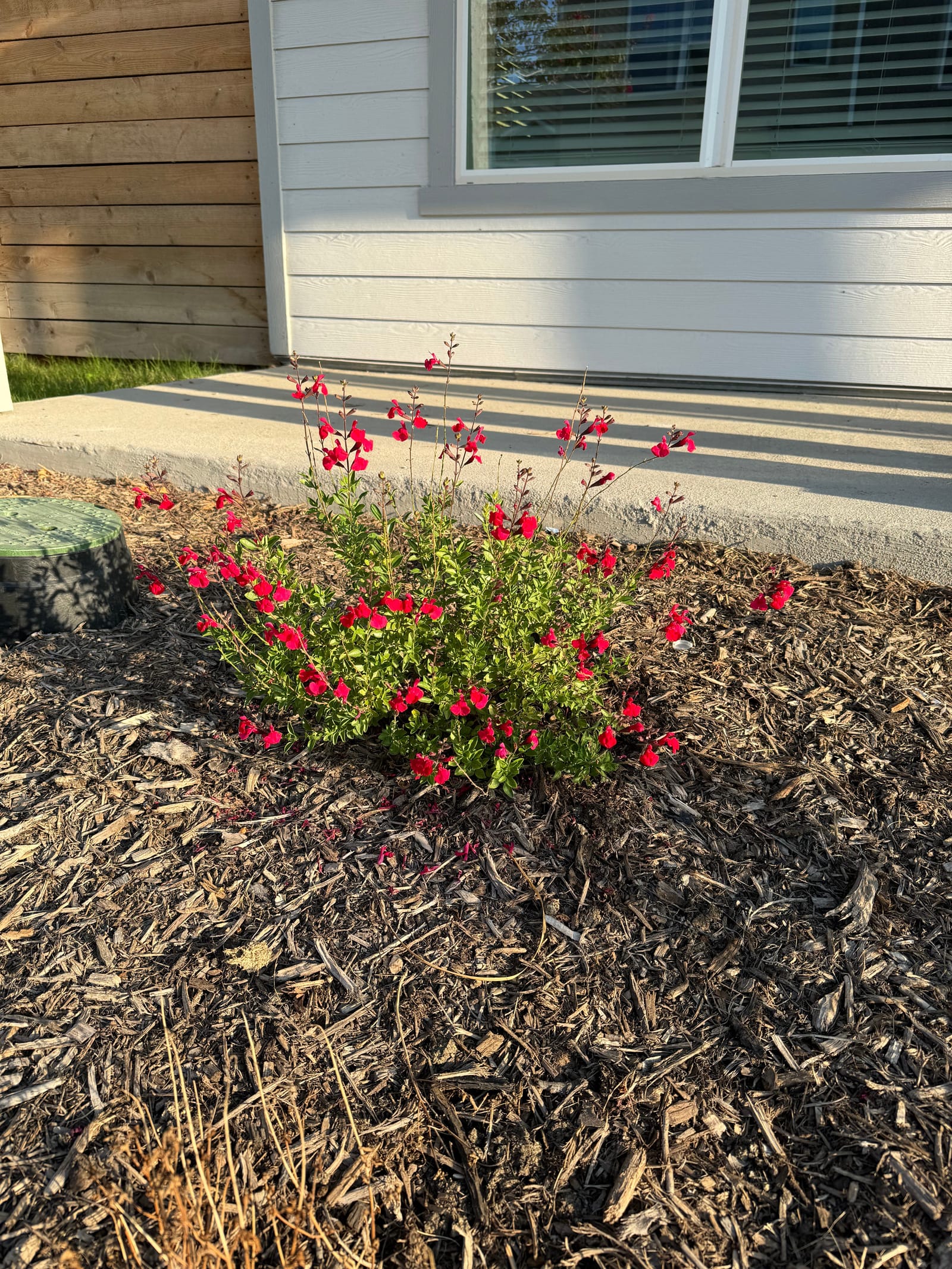 Mirage Cherry Red Salvia Greggii - view 4