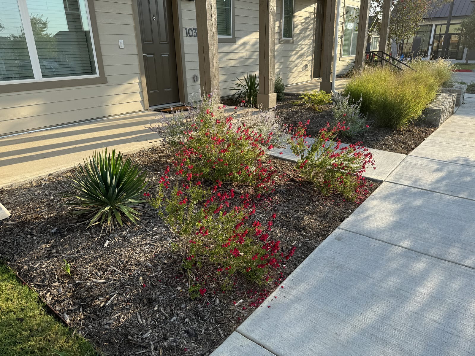 Mirage Cherry Red Salvia Greggii - view 3