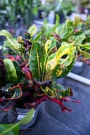 Mamey Croton - Image 3