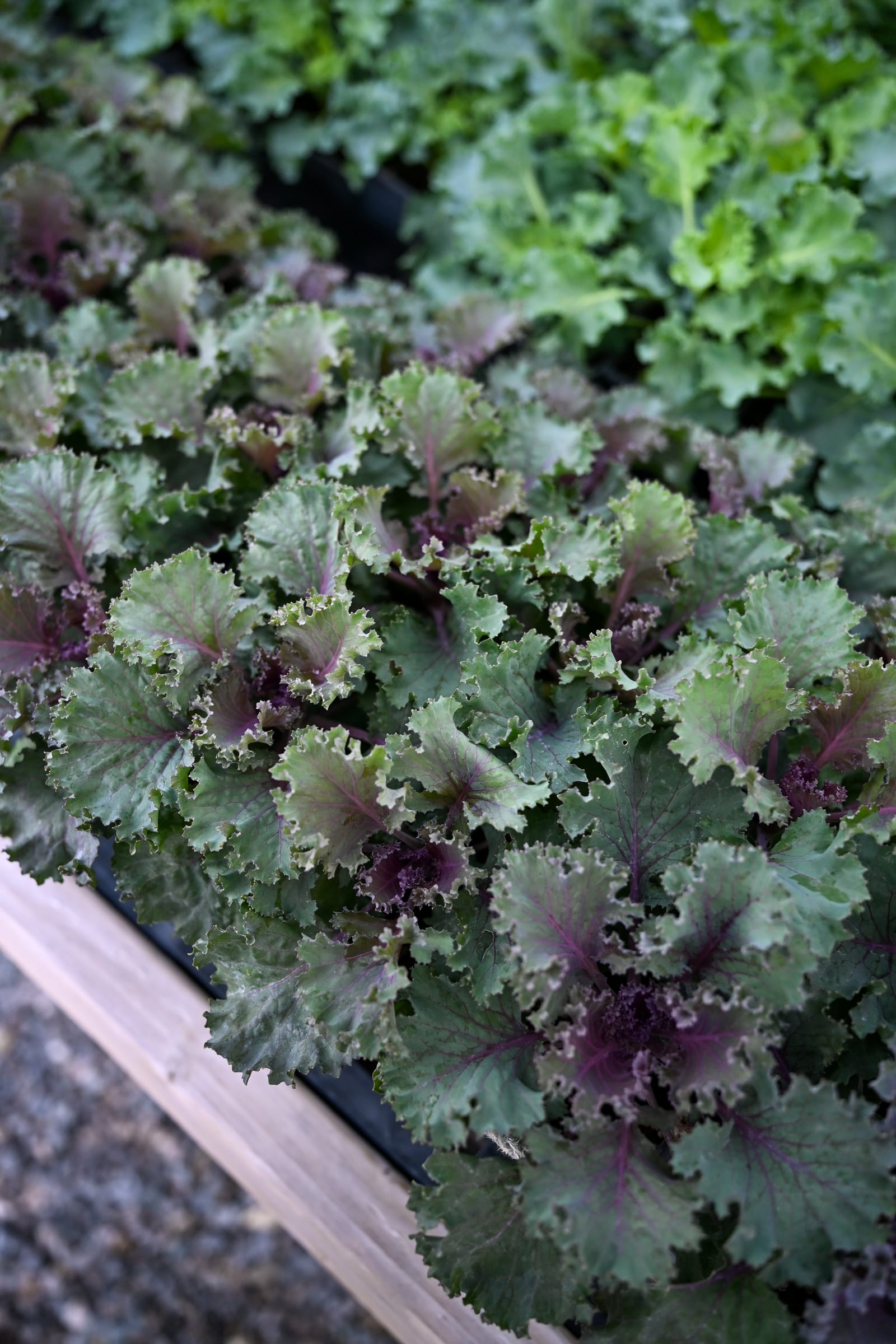 Nagoya Red Kale - view 3