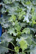 Bright and Early White Kale - Image 3