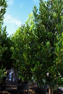 Compacta Cherry Laurel Tree Form - Image 2