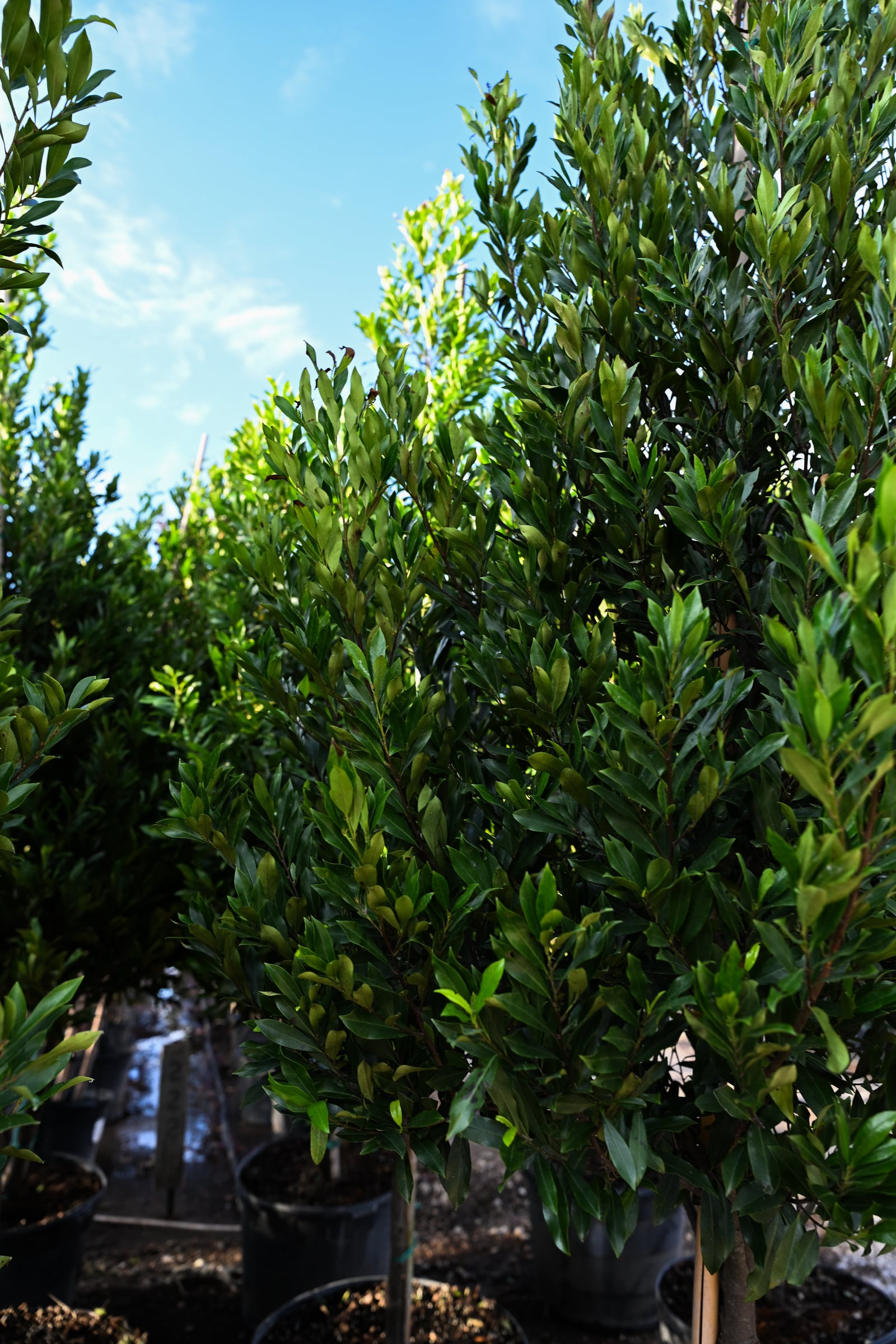 Compacta Cherry Laurel Tree Form - Image 2