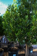 Compacta Cherry Laurel Tree Form - Image 3