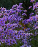 October Skies Aromatic Aster - Main Image