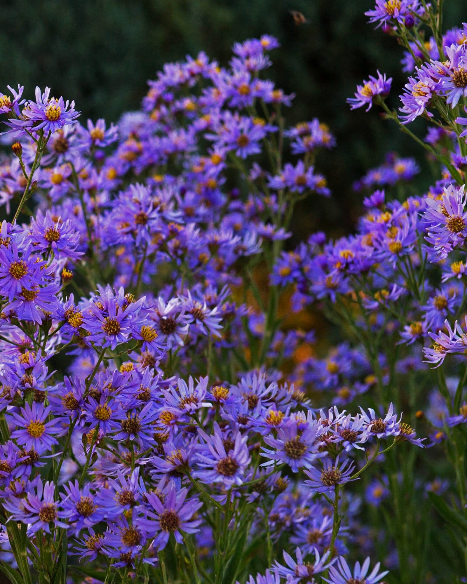 October Skies Aromatic Aster - Main Image