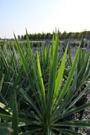Adam's Needle Yucca with upright green sword-like leaves in a nursery container