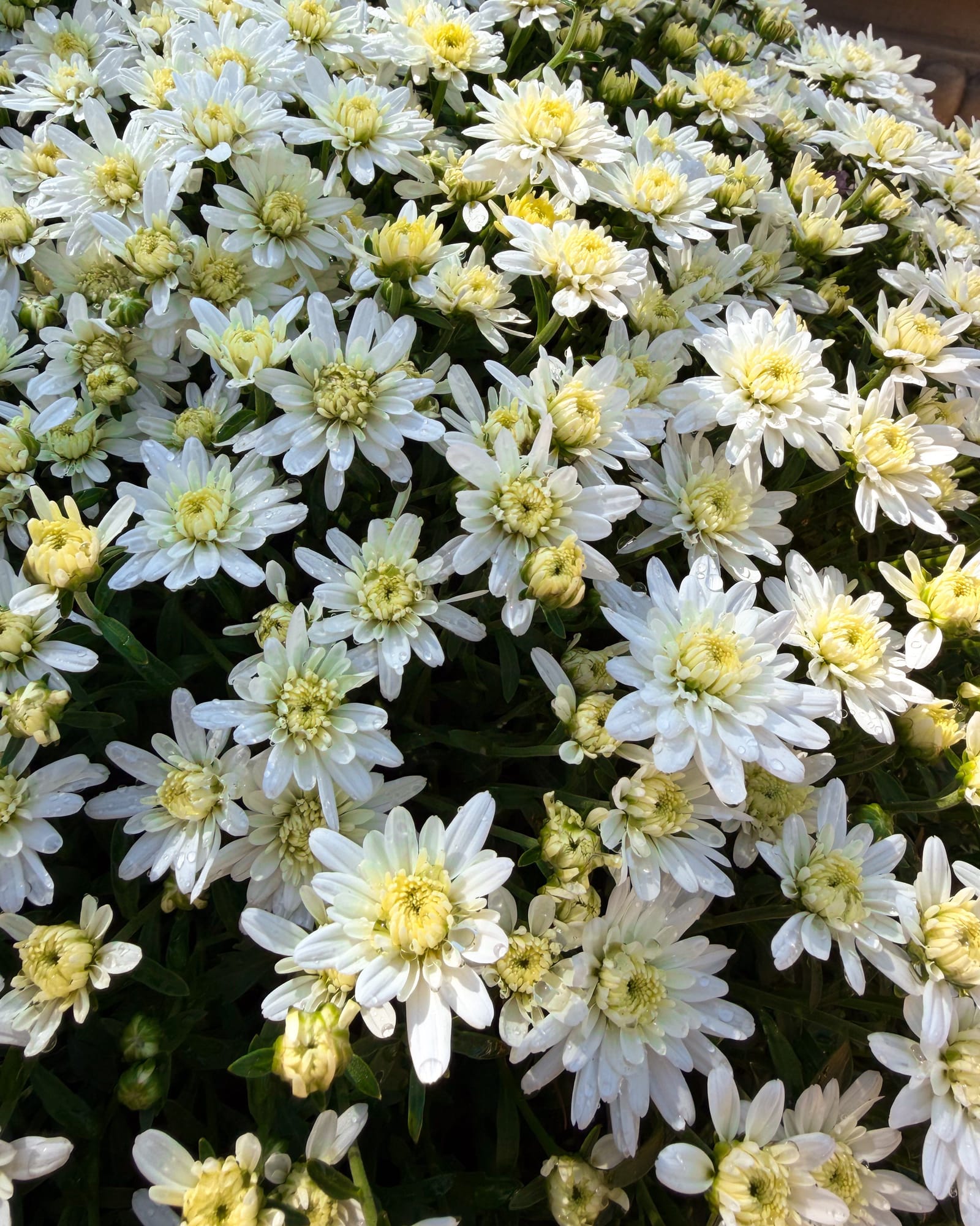 Alexa White Mum
