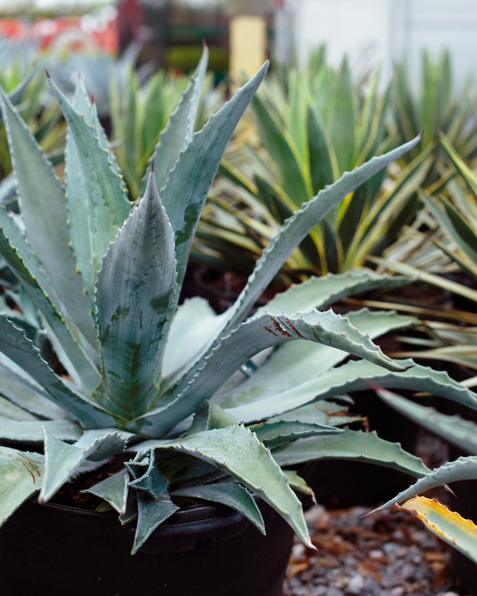 Americana Agave with blue green spiky leaves in a nursery container