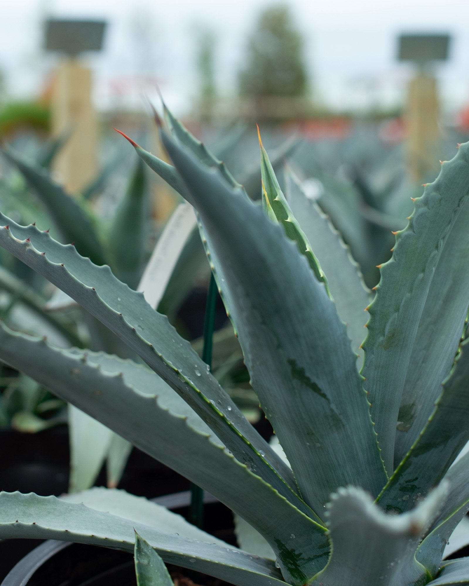 Americana Agave with blue green pointed leaves and serrated edges in a nursery container