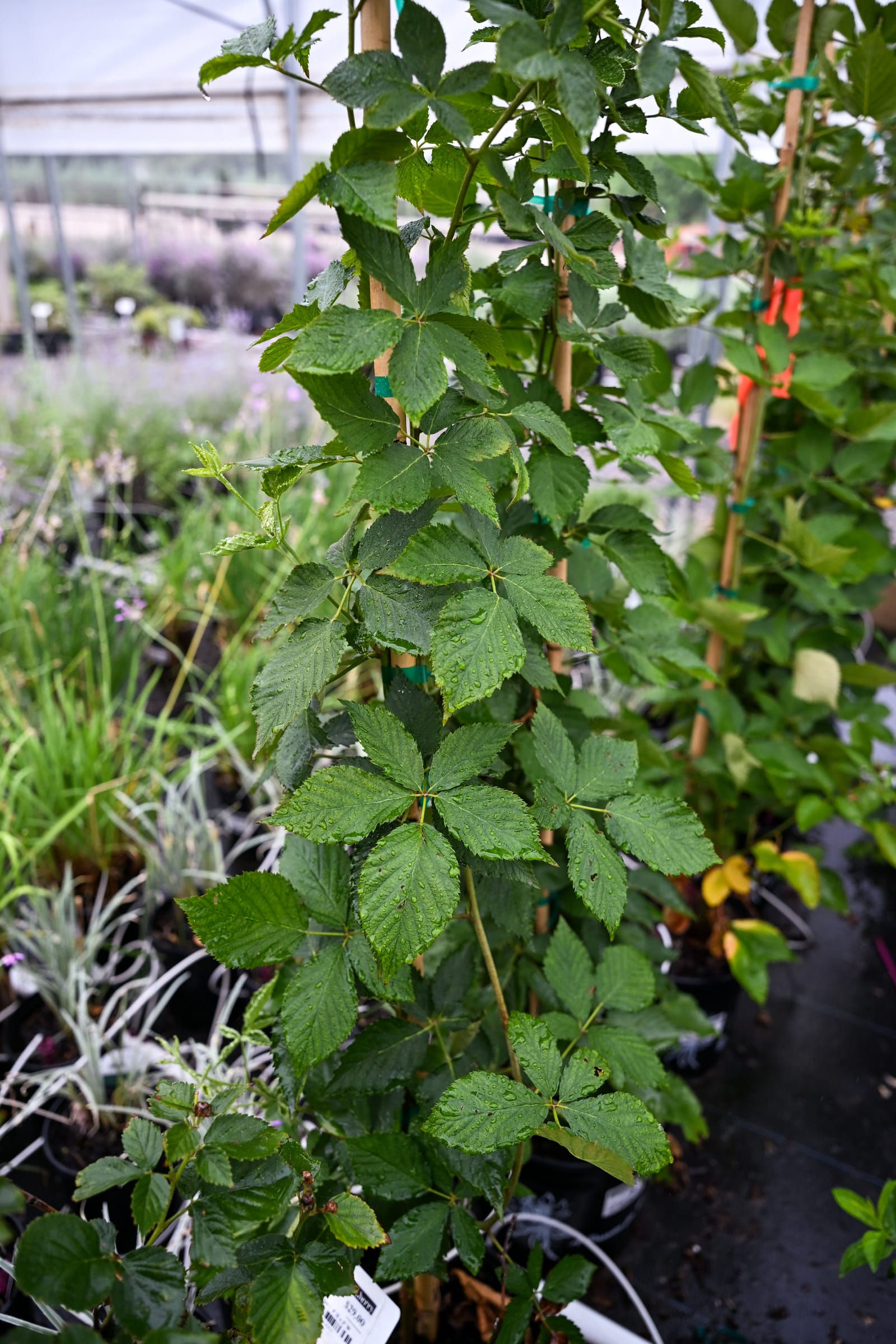 Arapaho Blackberry with dense green foliage growing upright on a support in a nursery container