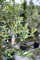 Arbequina Olive Tree Form with narrow green leaves on branching stems in a nursery container