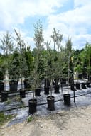 Arbequina Olive Tree Form trees with silvery foliage in black nursery containers