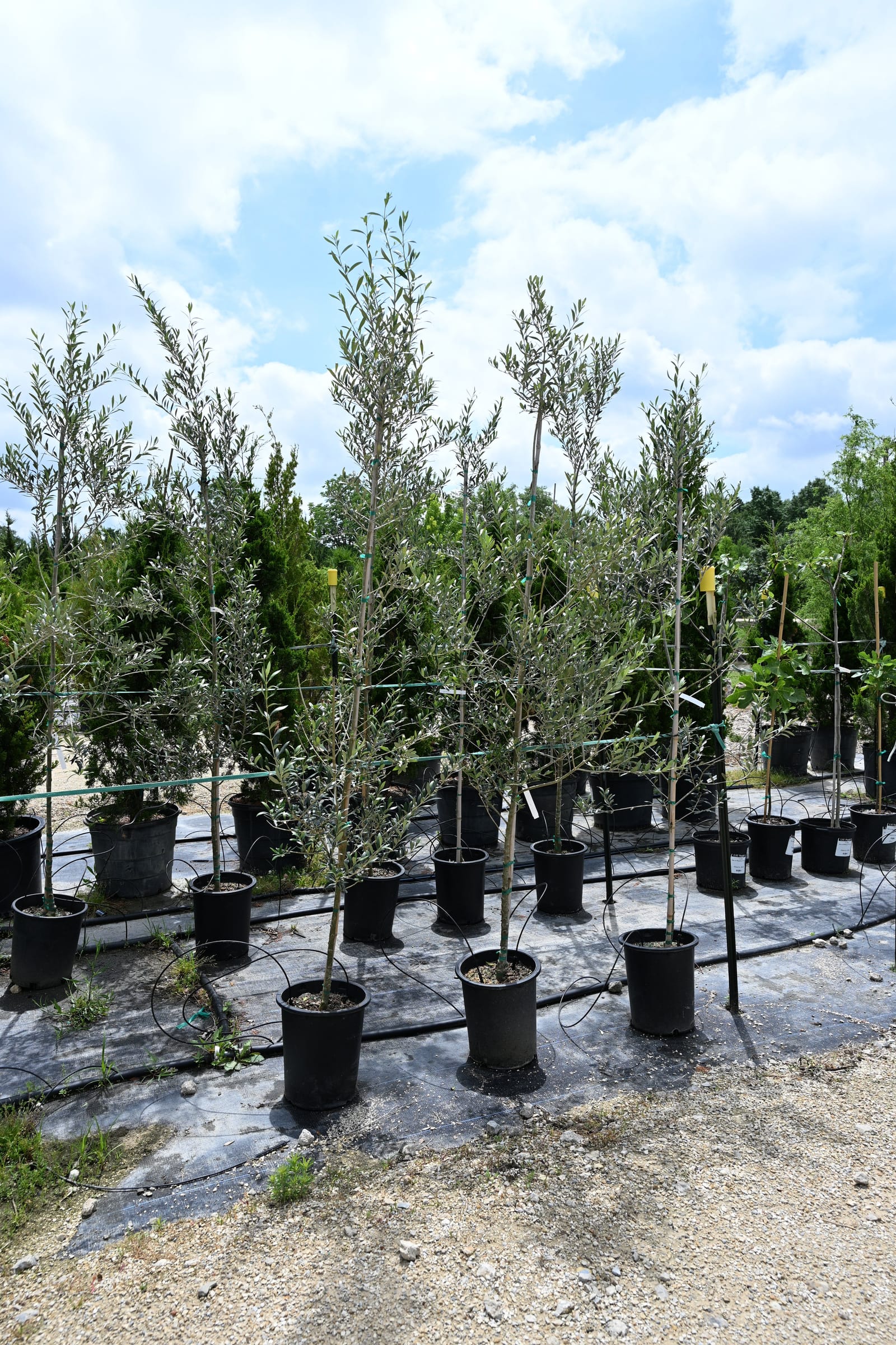 Arbequina Olive Tree Form - view 4