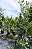 Arbequina Olive Tree Form with slender silvery green leaves in a nursery container