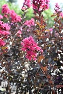 Black Diamond Mystic Magenta Crape Myrtle with vivid magenta flower clusters and dark burgundy foliage