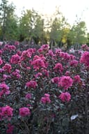Black Diamond Mystic Magenta Crape Myrtle with vivid magenta flowers and dark foliage in a nursery field