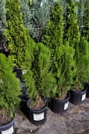 Blue Cone Arborvitae with dense green foliage in black nursery containers