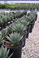Blue Glow Agave with blue-green pointed leaves in rows of black nursery containers