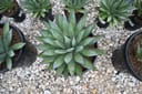 Blue Glow Agave with blue-green pointed leaves in a nursery container