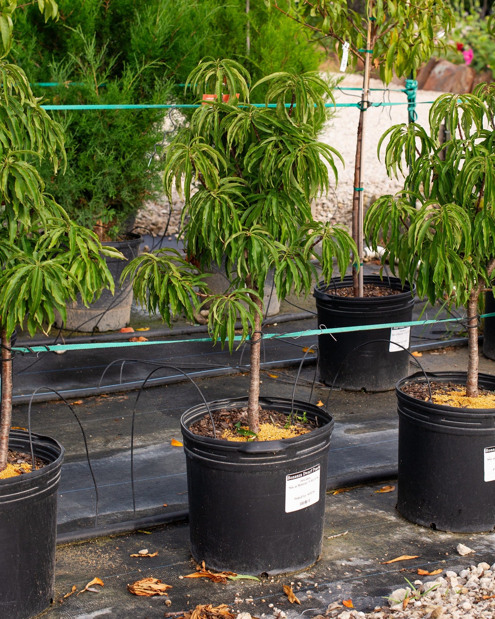 Bonanza Dwarf Peach container trees Bonanza Dwarf Peach trees with narrow green leaves growing in black nursery containers