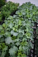 Bright and Early White Kale with ruffled green and pale leaves in a nursery container