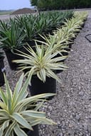 Bright Star Yucca with cream-striped leaves in black nursery containers