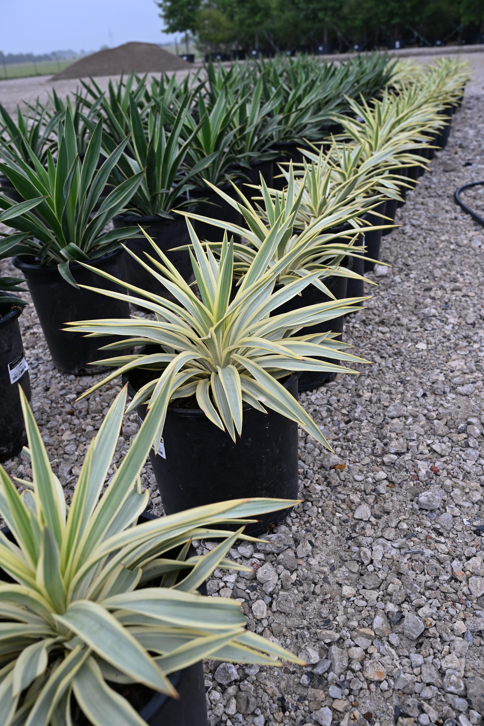 Bright Star Yucca - view 2