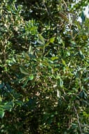 Cathedral Live Oak with dense glossy green foliage and branching stems