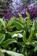 Chindo Viburnum with glossy green leaves in a nursery container