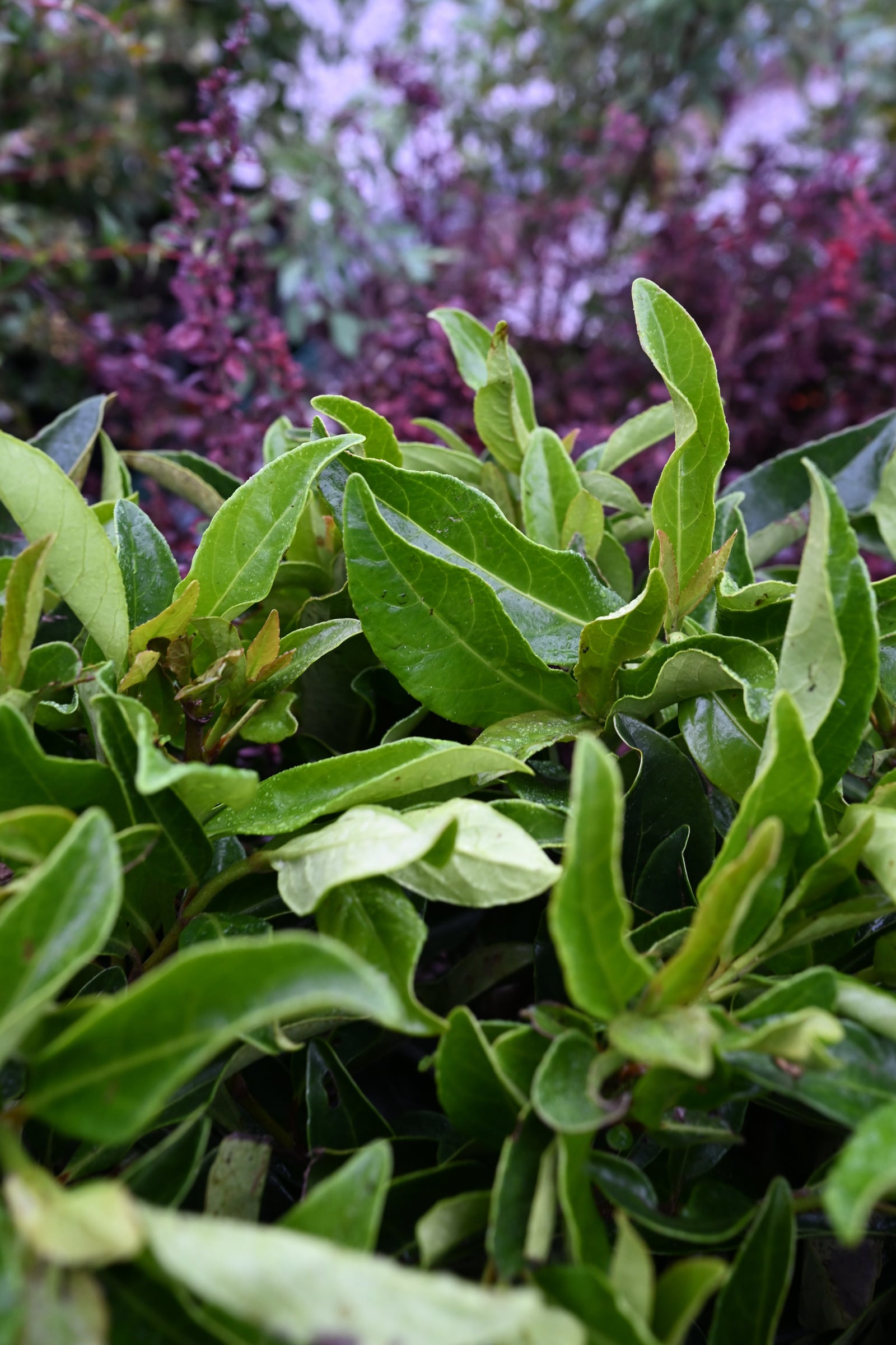 Chindo Viburnum glossy green foliage Chindo Viburnum with glossy green leaves in a nursery container