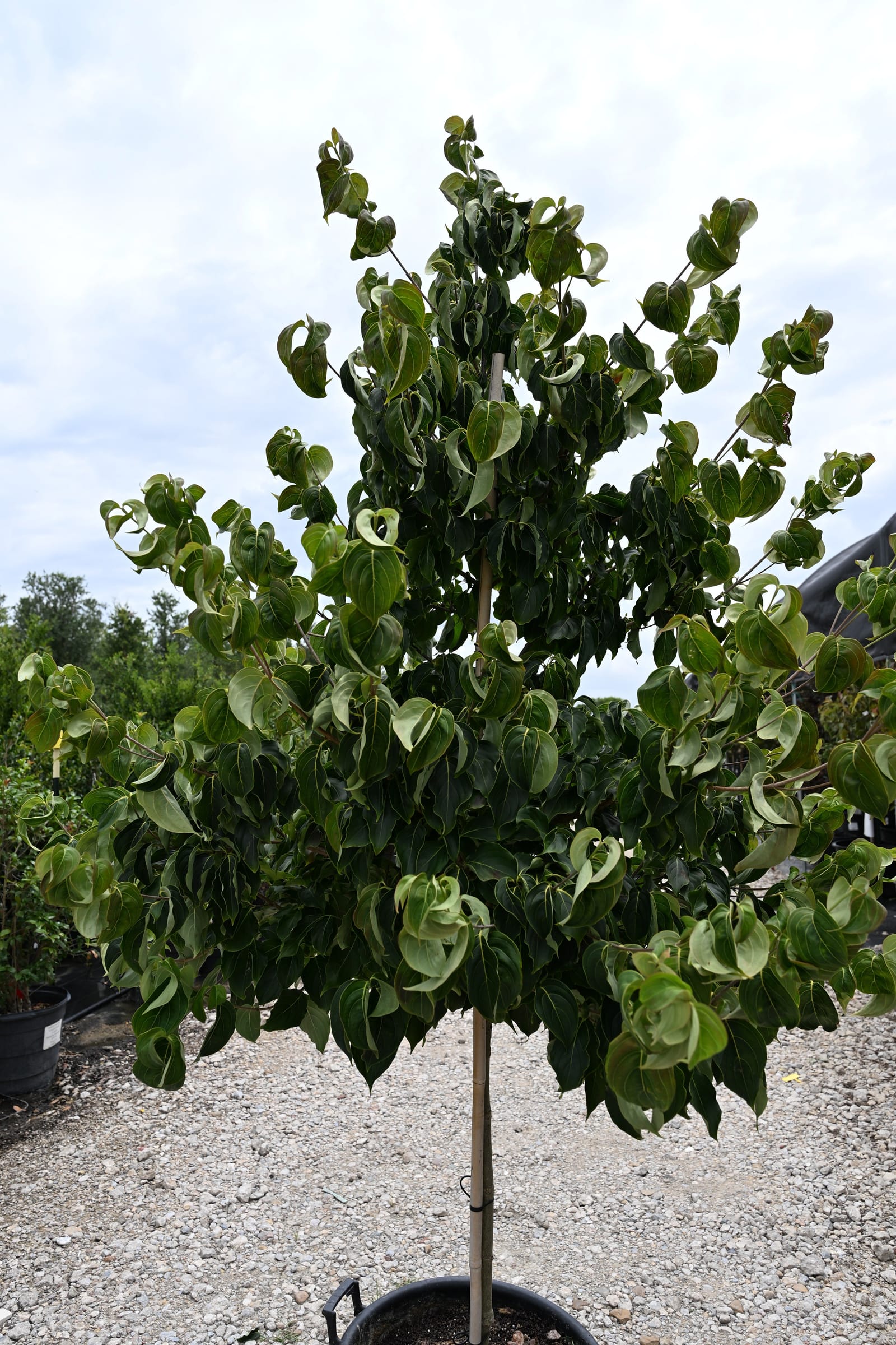 Chinese Dogwood - view 2