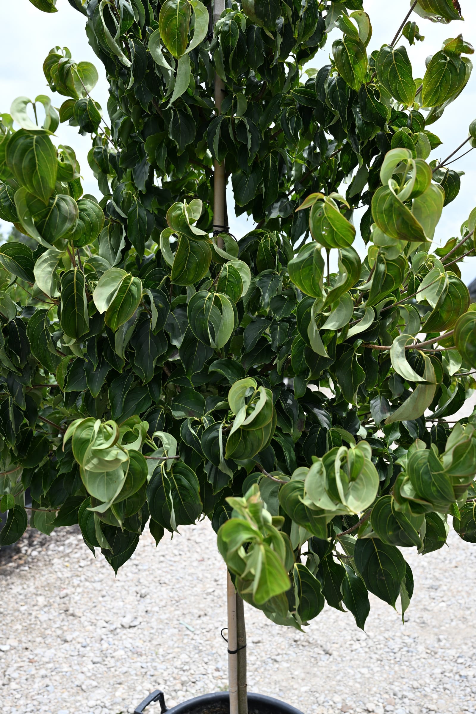 Chinese Dogwood - view 3