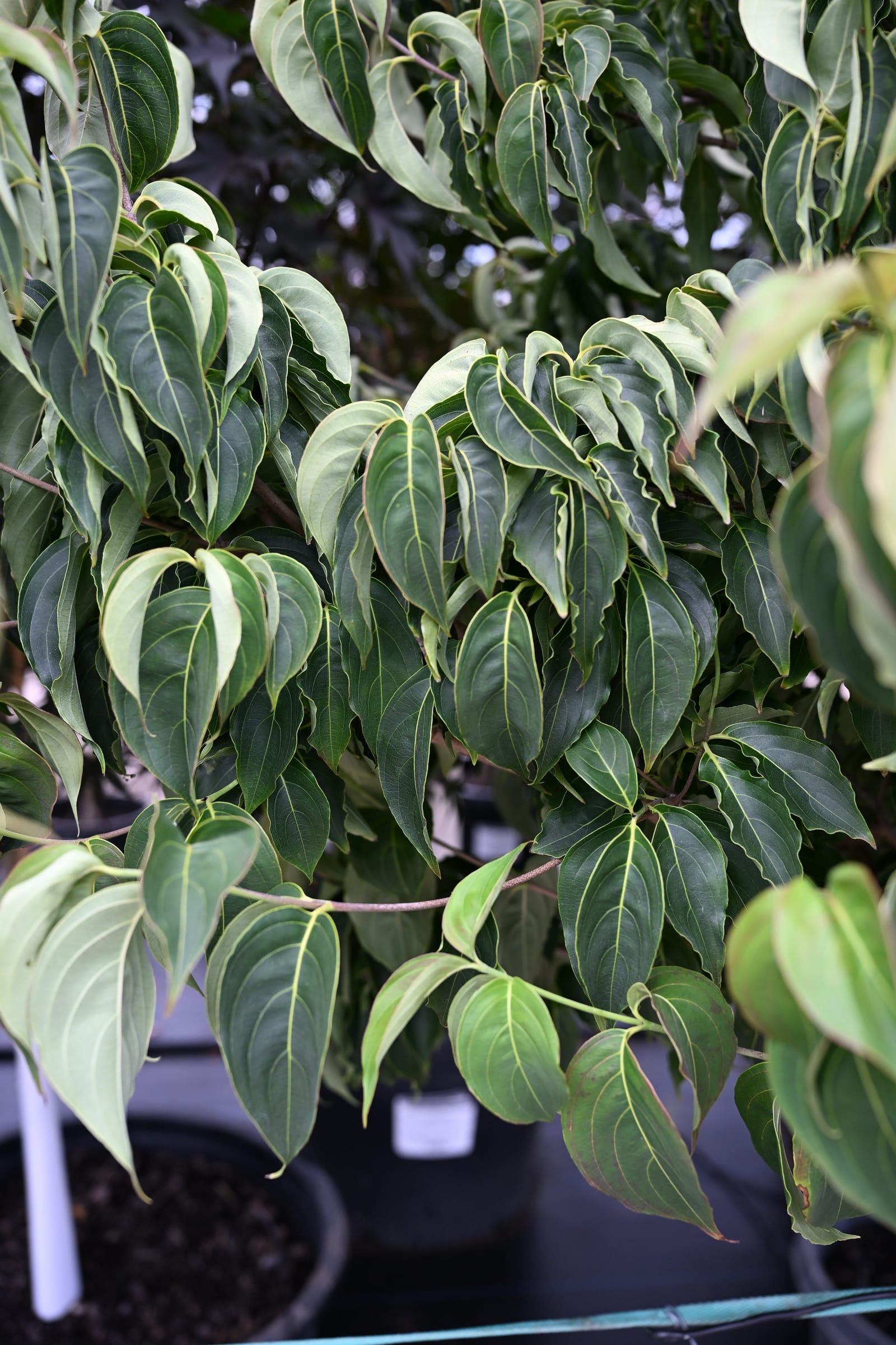 Chinese Dogwood - view 4
