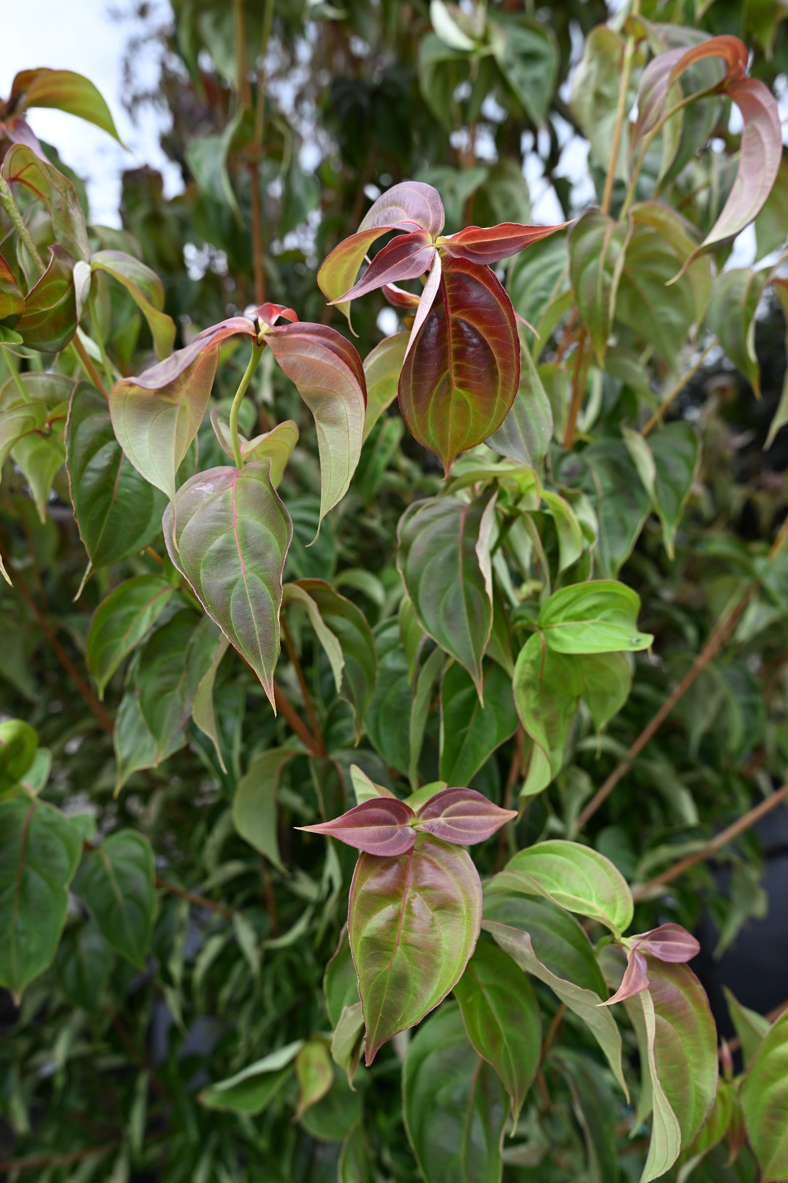 Chinese Dogwood Scarlet Fire - view 4