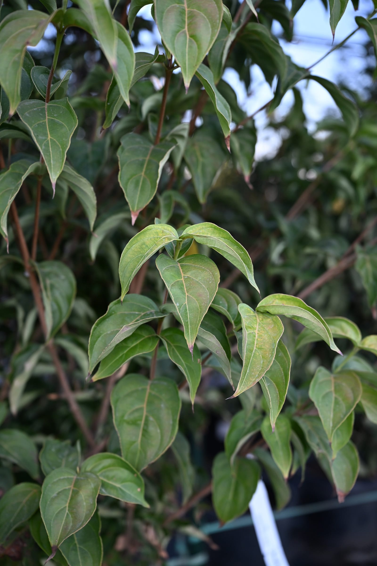 Chinese Dogwood Scarlet Fire - view 5