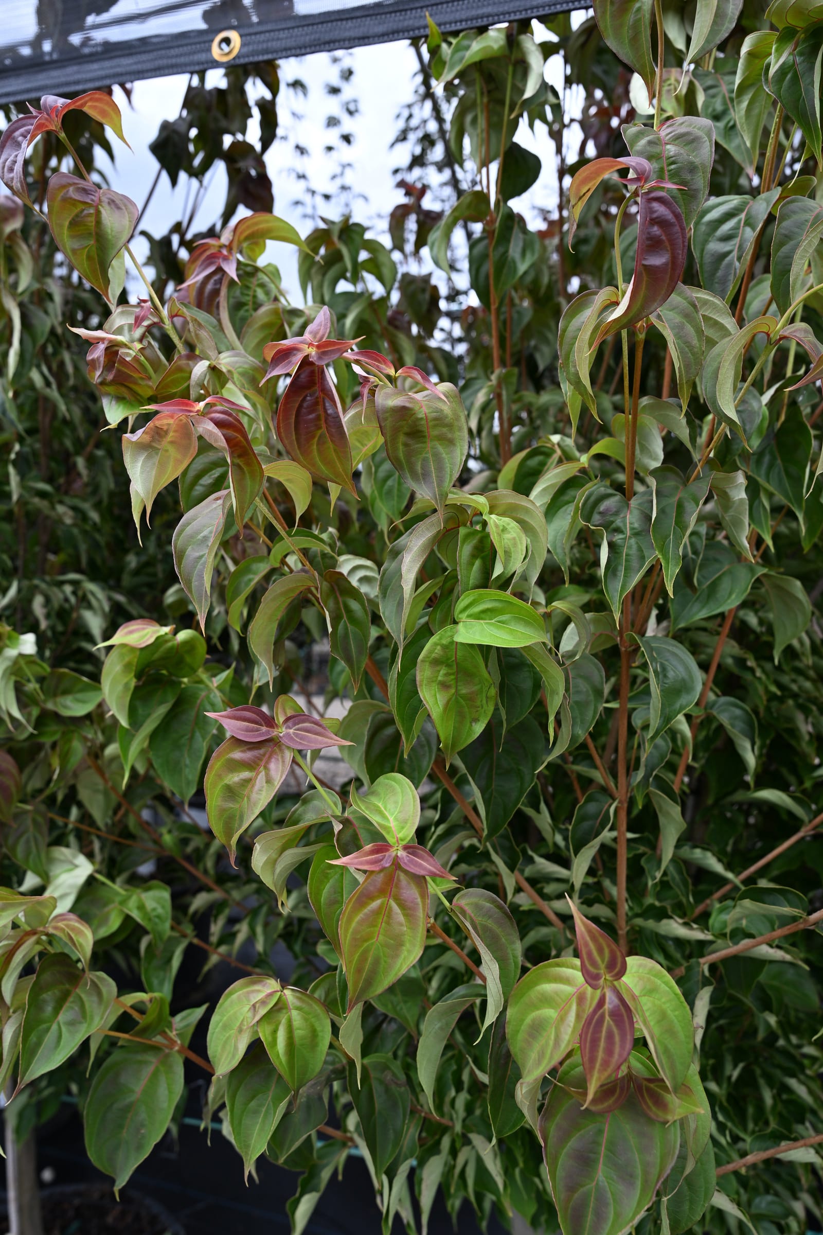 Chinese Dogwood Scarlet Fire