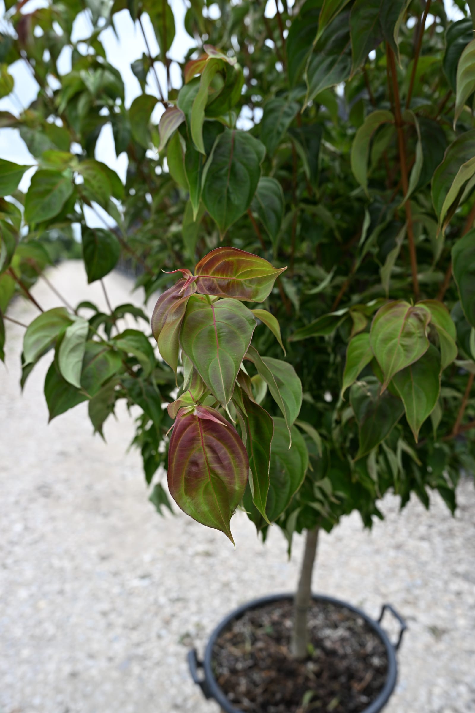 Chinese Dogwood Scarlet Fire - view 3