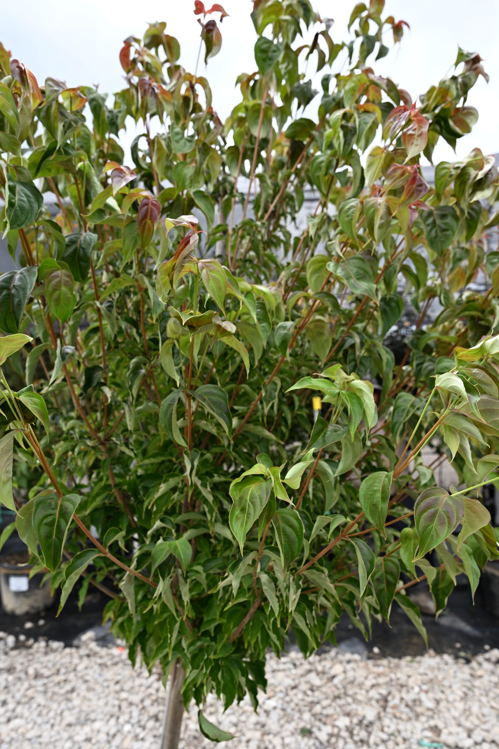 Chinese Dogwood Scarlet Fire - view 2