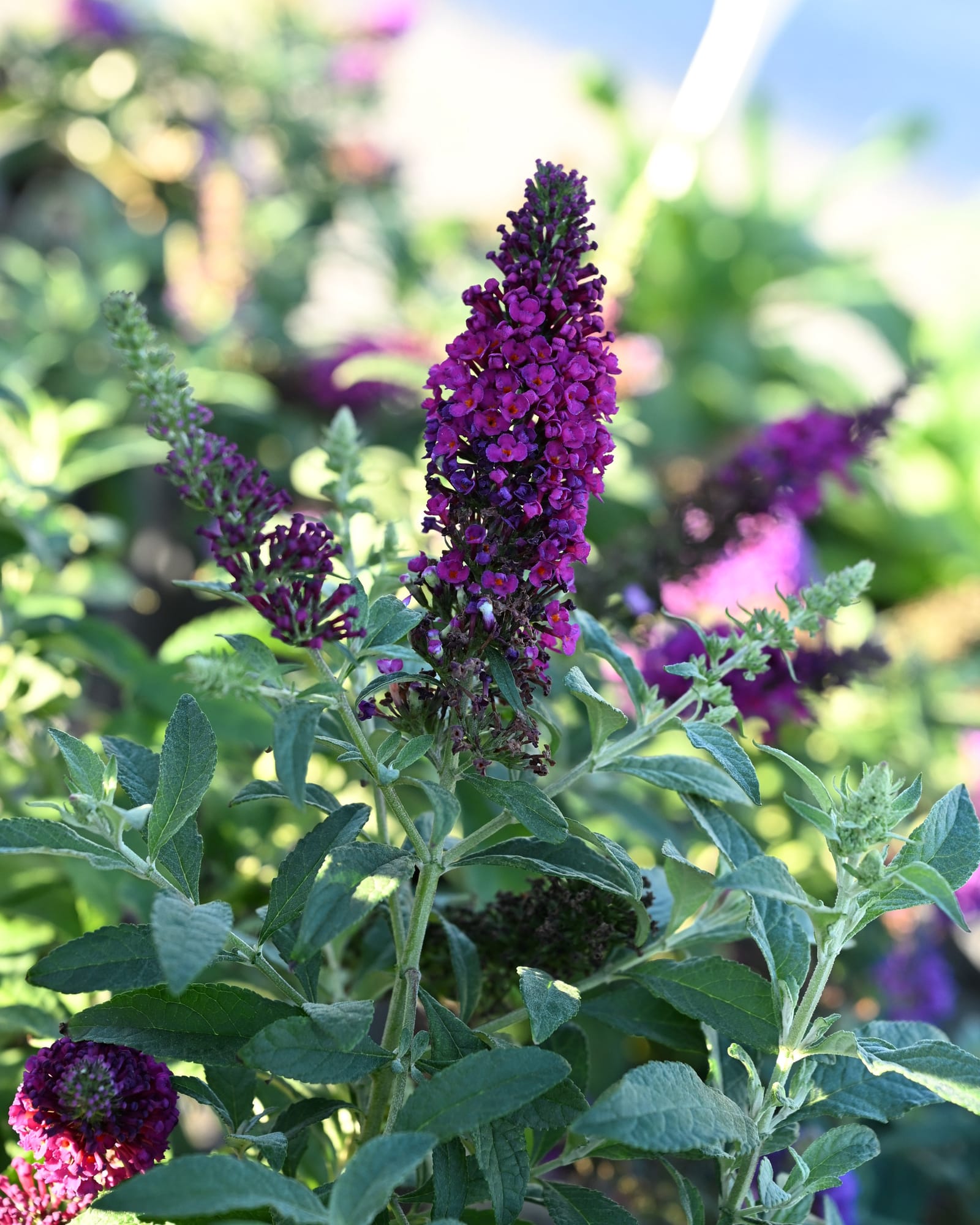 Chrysalis Cranberry Butterfly Bush - view 3