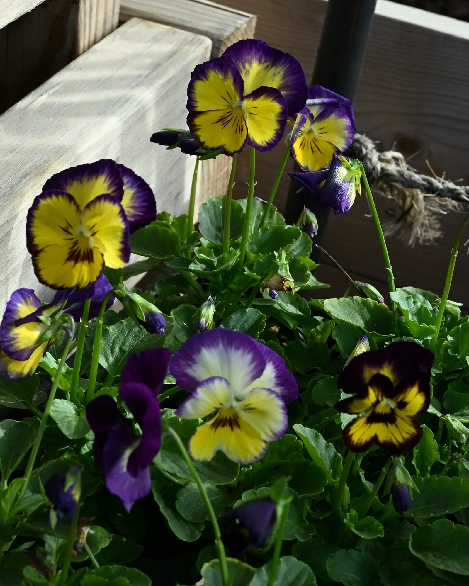 Colormax Berry Pie Viola