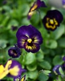 Colormax Berry Pie Viola - Image 2