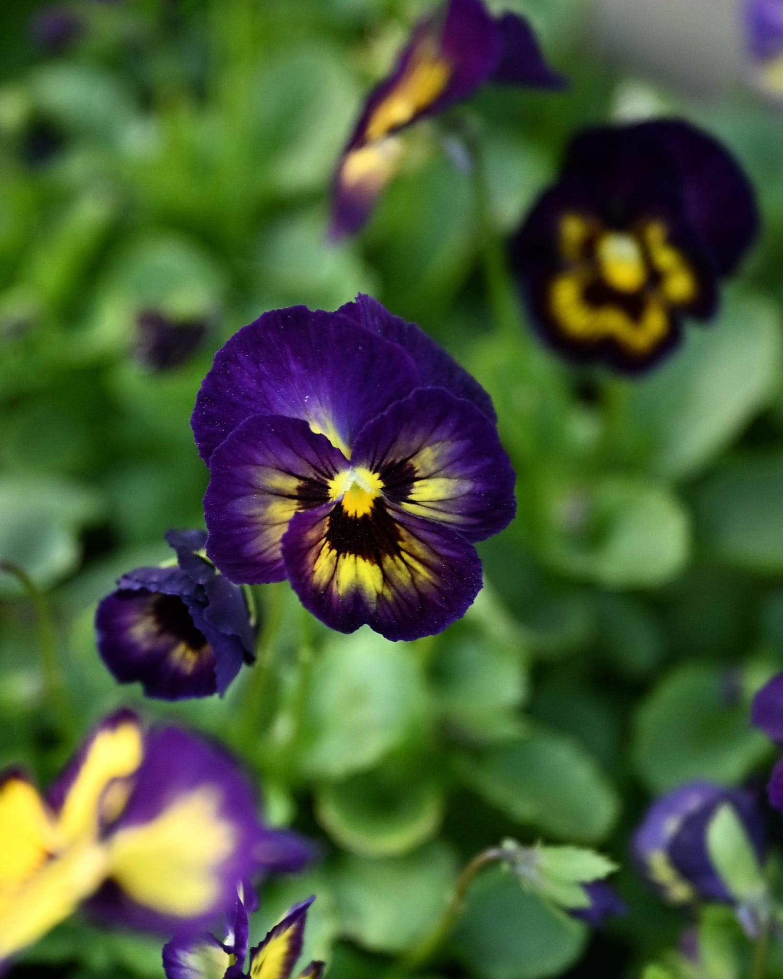 Colormax Berry Pie Viola - view 2
