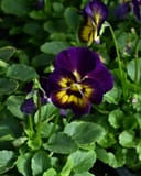 Colormax Berry Pie Viola - Image 6