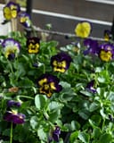 Colormax Berry Pie Viola - Image 5