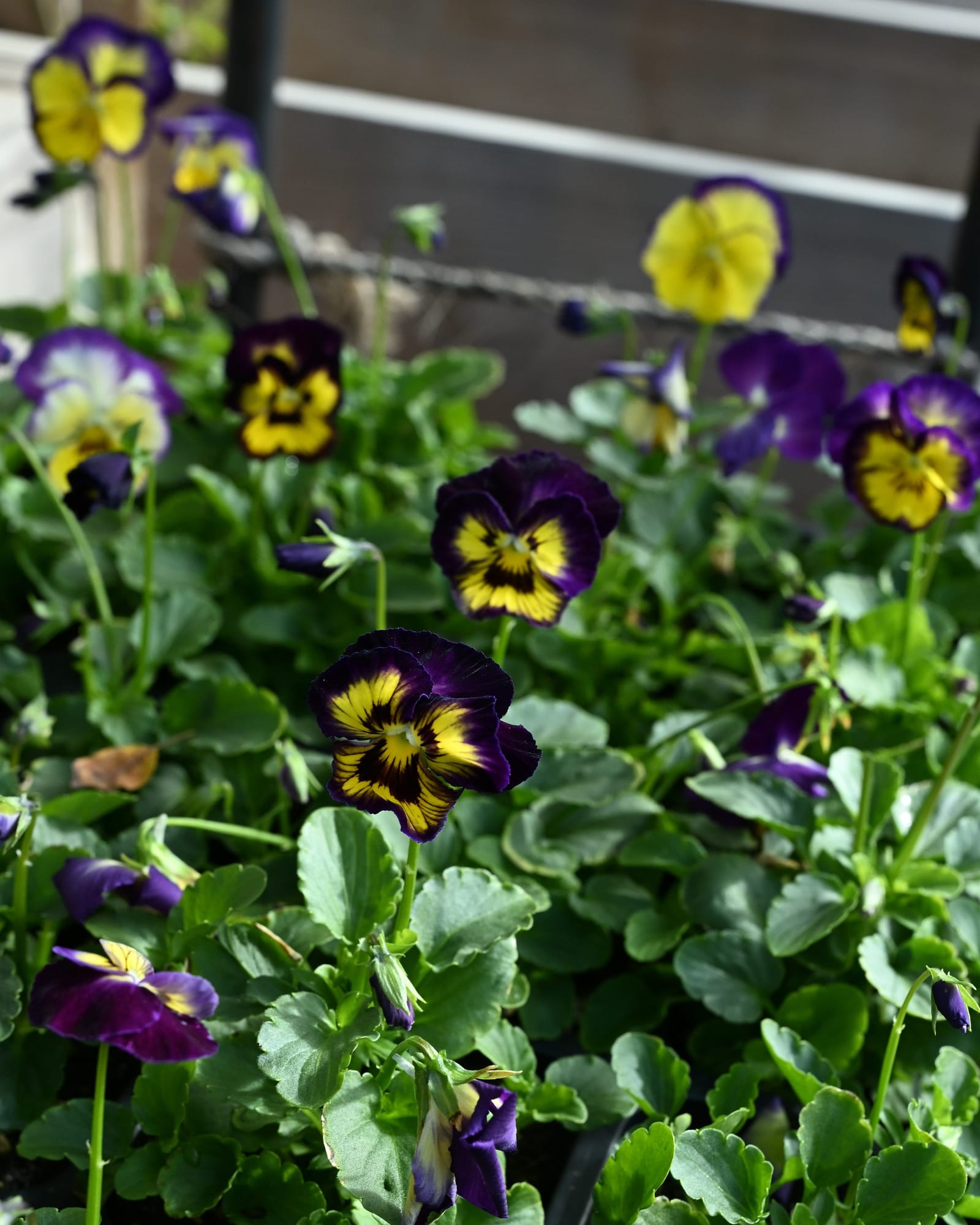 Colormax Berry Pie Viola - view 5