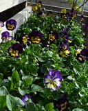 Colormax Berry Pie Viola - Image 3